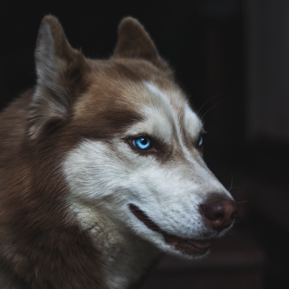 Profile shot of a brown and white husky with bright blue blue eyes